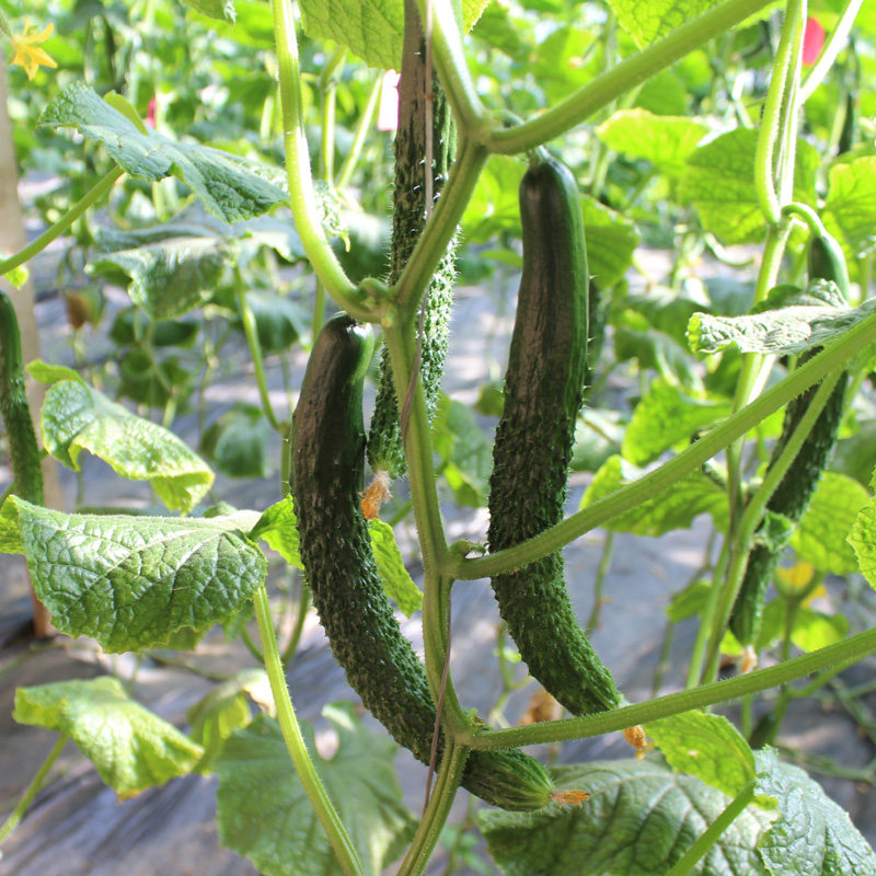 黄瓜密云现摘新鲜蔬菜绿心嫩黄清脆甘甜爽口其它