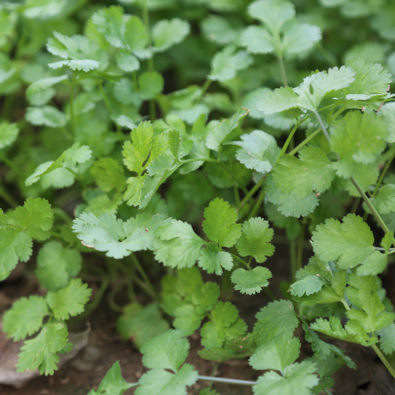 密云农家当日现拔香菜品种农家肥种植新鲜蔬菜其它