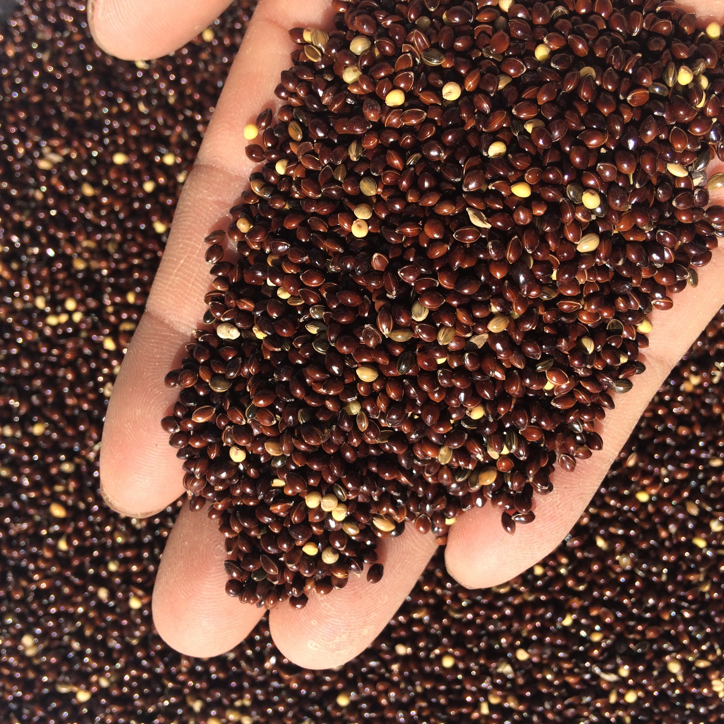 枕头美顿宝包邮带壳黑糜子50斤鸟食饲料芯鸽粮免鸟食