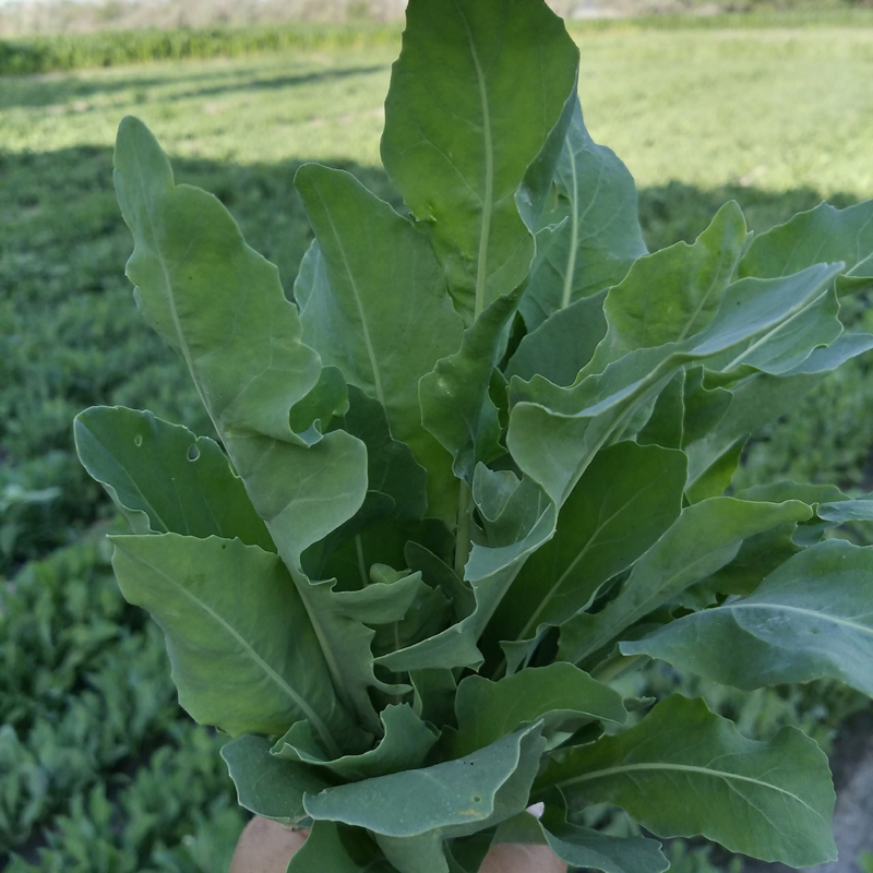 乌斯新疆曼草生眉毛增长液眉玛草欧斯曼包邮其它护发