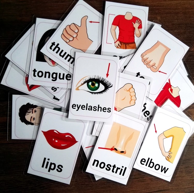 英语身体单词闪卡bodyparts部位五官认识早教早教闪卡
