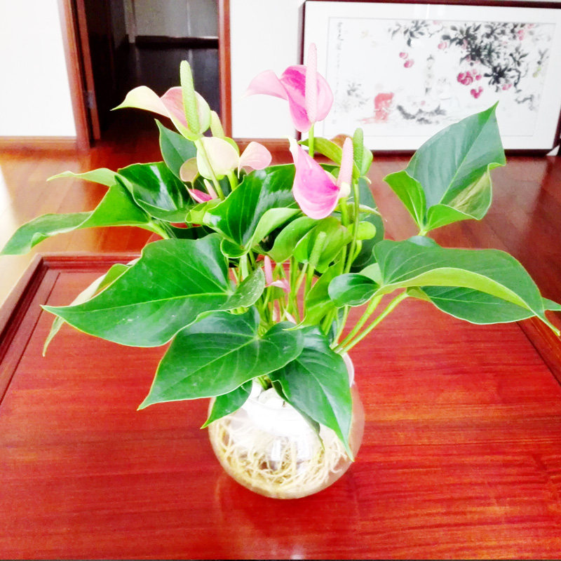 深圳红掌粉掌花卉客厅办公办公室室内桌面净化空气绿植