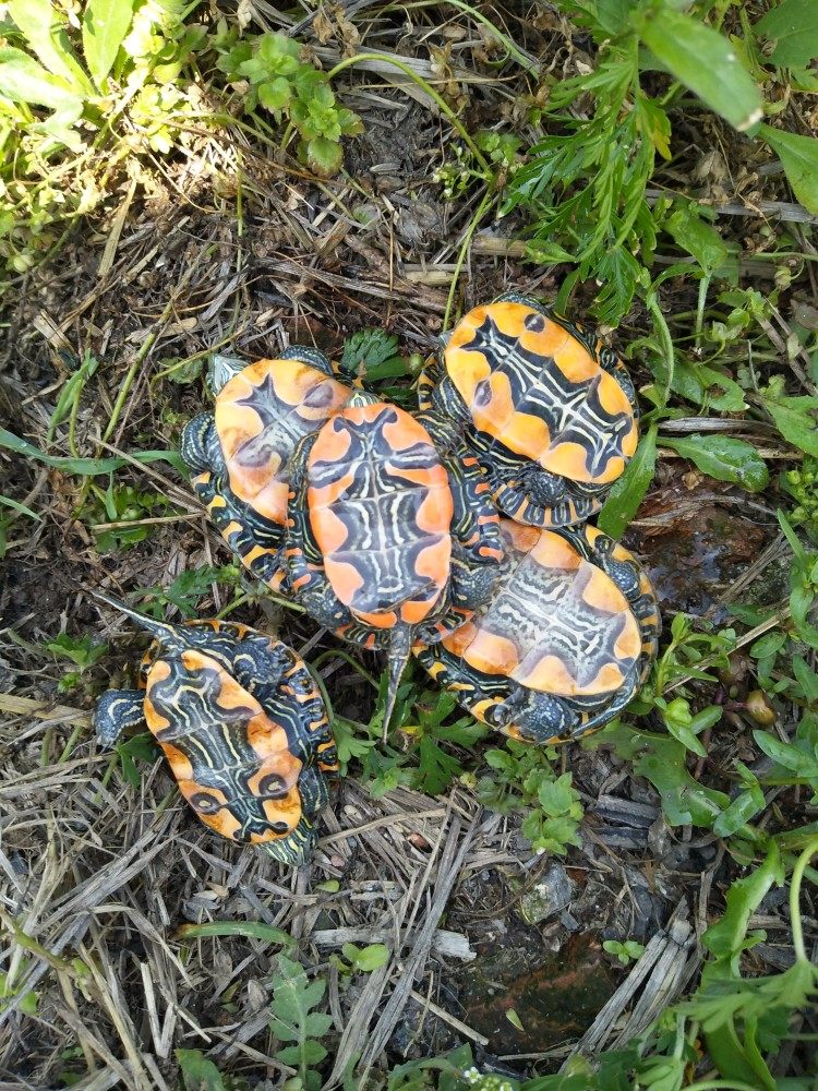 西锦龟苗活体东锦龟西部锦龟苗红肚龟宠物龟深水龟观赏龟全品包邮