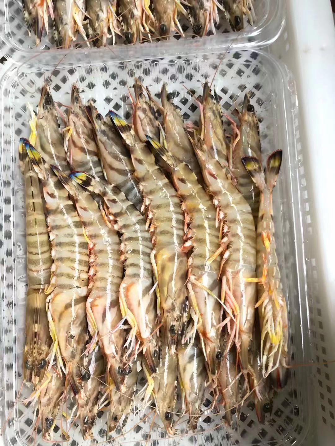 电白特产博贺深海野生海虾新鲜花虾花节虾斑节冻虾