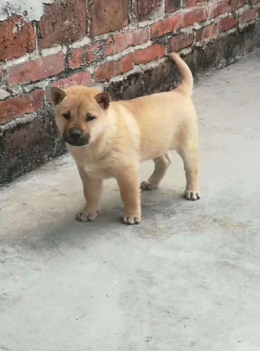纯种中华田园大小黑狗黄狗白面活体土狗幼犬畜牧