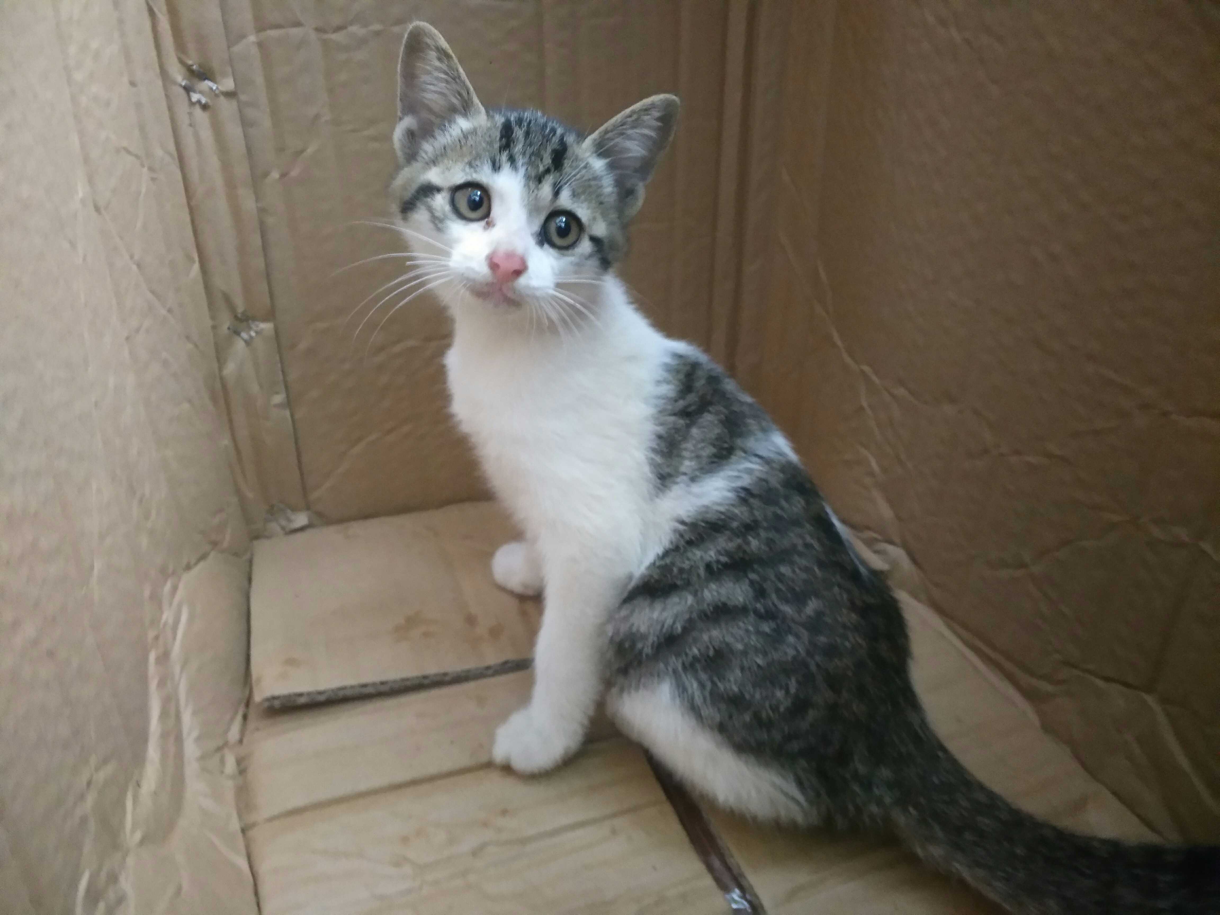 出售中华田园猫种猫幼猫土小猫橘猫猫猫花猫其它宠物