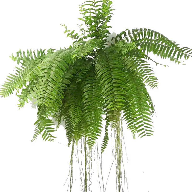 霸王蕨长叶垂吊式蕨类植物客厅书房办公室盆栽净化空气绿植