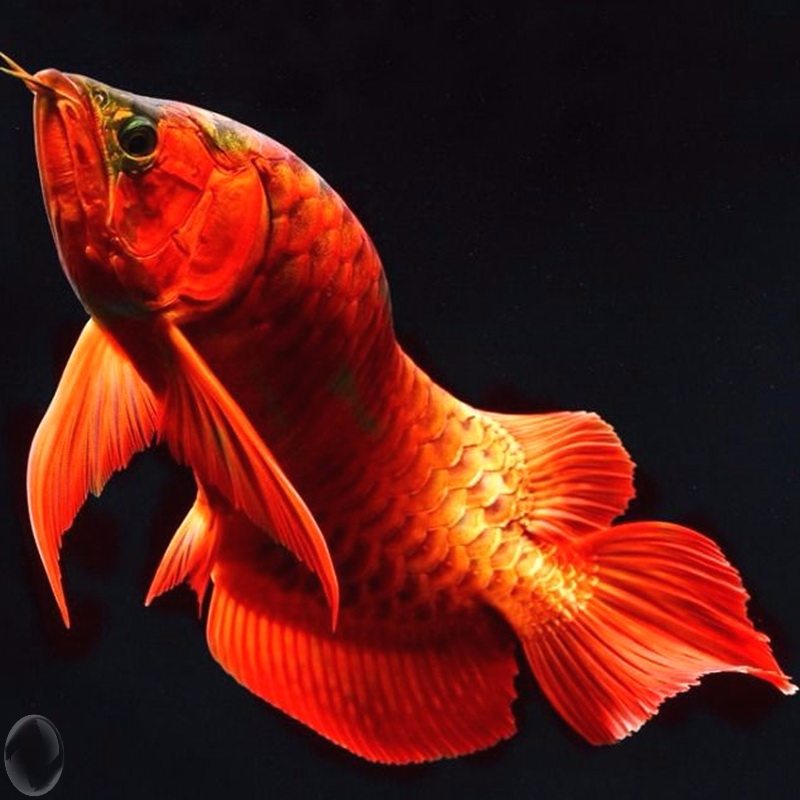 活鱼龙鱼红龙金龙鱼观赏鱼蓝底活体幼小幼苗印尼鱼