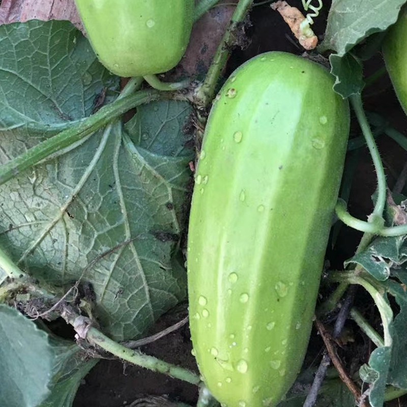 白皮种孑大全蔬菜南方庭院阳台菜瓜超大种子家庭园艺种子