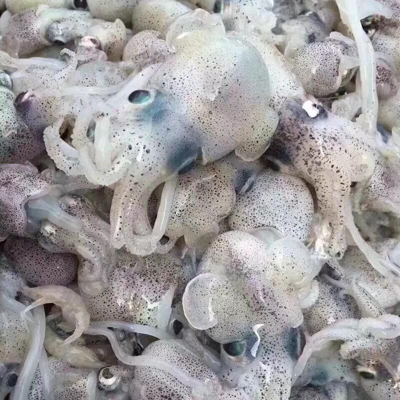 墨鱼东山岛小海海鲜墨斗鱼宝宝乌贼冷冻墨鱼