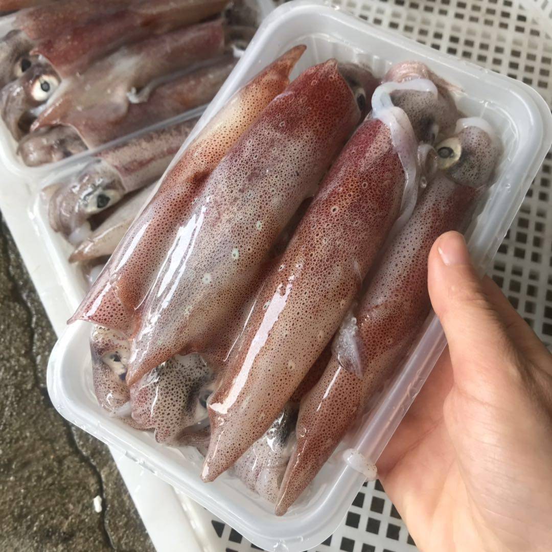 鲜活海鲜东山岛小管小鱿鱼鱿鱼新鲜5盒装400g一盒冷冻鱿鱼