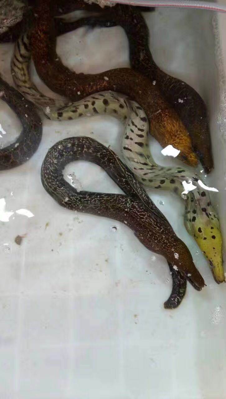 鳗鱼东山岛海鲜海深海鲜活石鳗鱼海鳗海水鳗鱼
