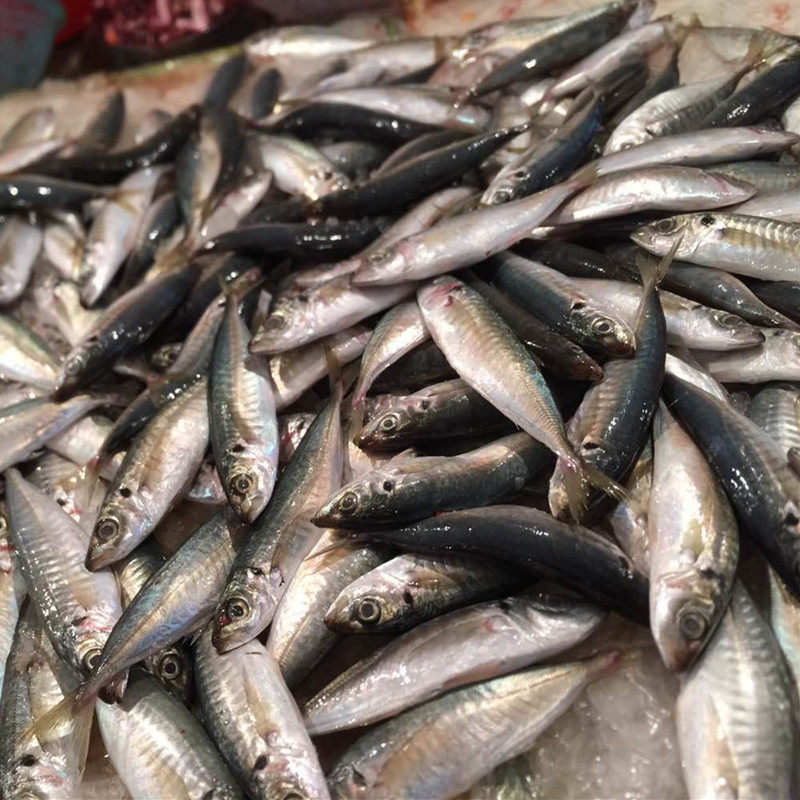 新鲜小海鱼