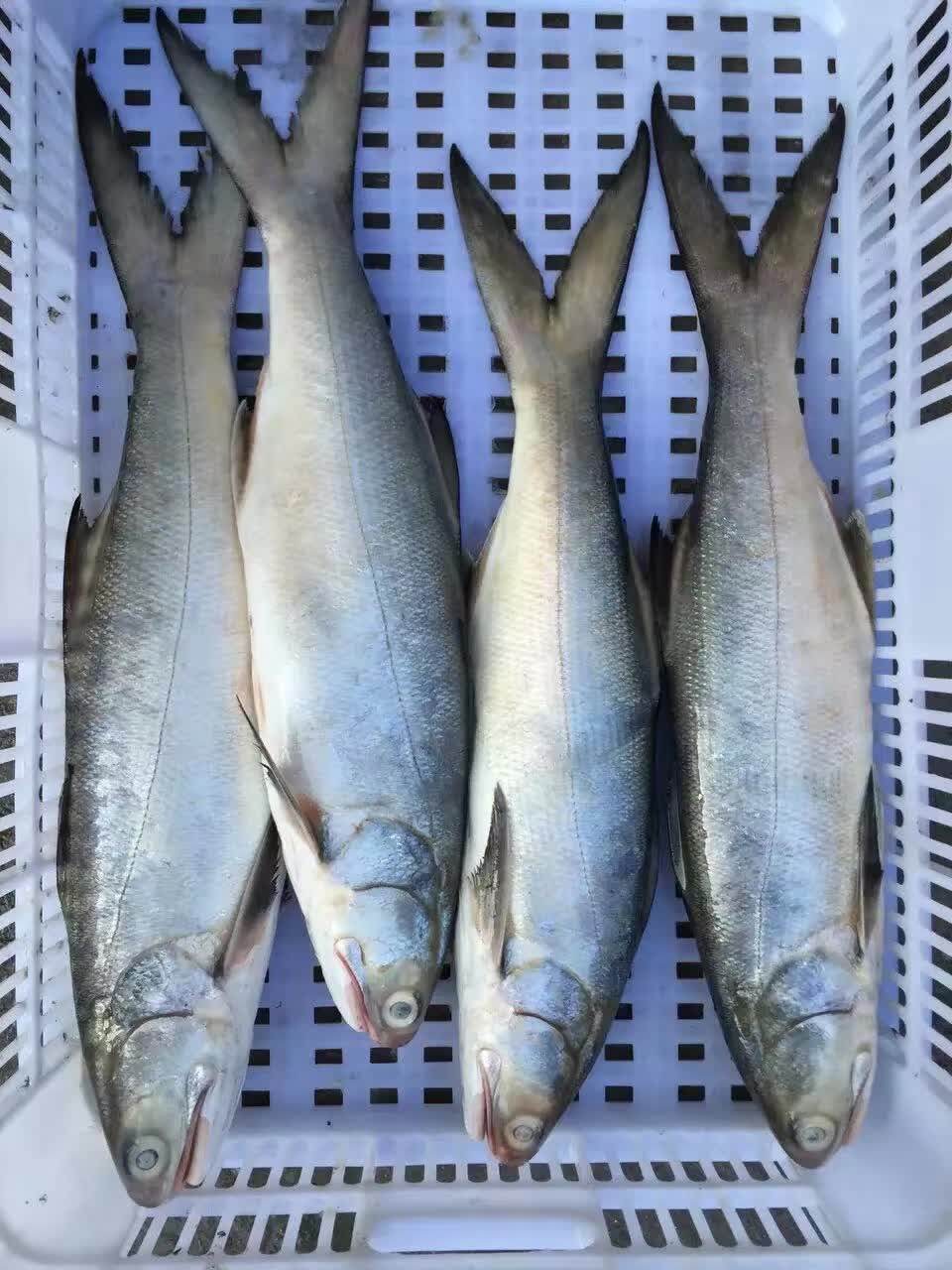 东山岛野生海鲜马友鱼午鱼午仔鱼桂花鱼黄花鱼黄翅鱼马胶鱼