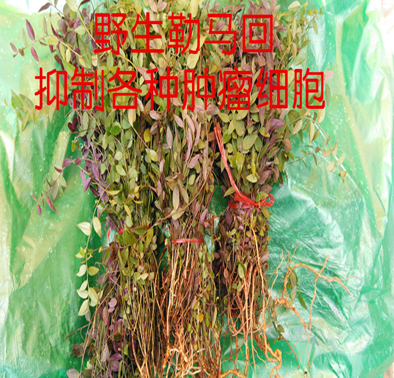 包邮新鲜勒马回来马回瓜子金赖马红来马回100克包邮