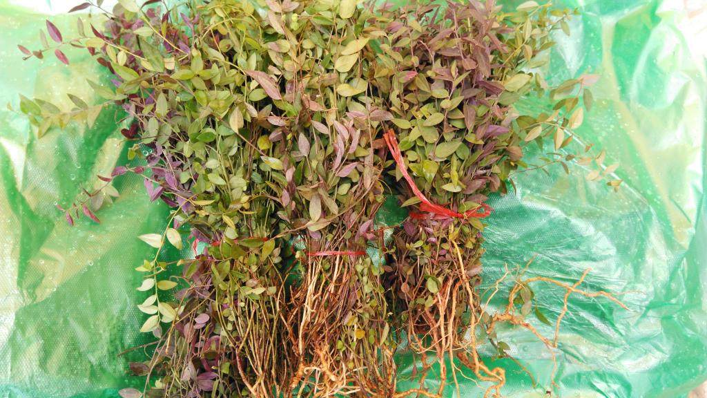 包邮新鲜勒马回来马回瓜子金赖马红来马回100克包邮