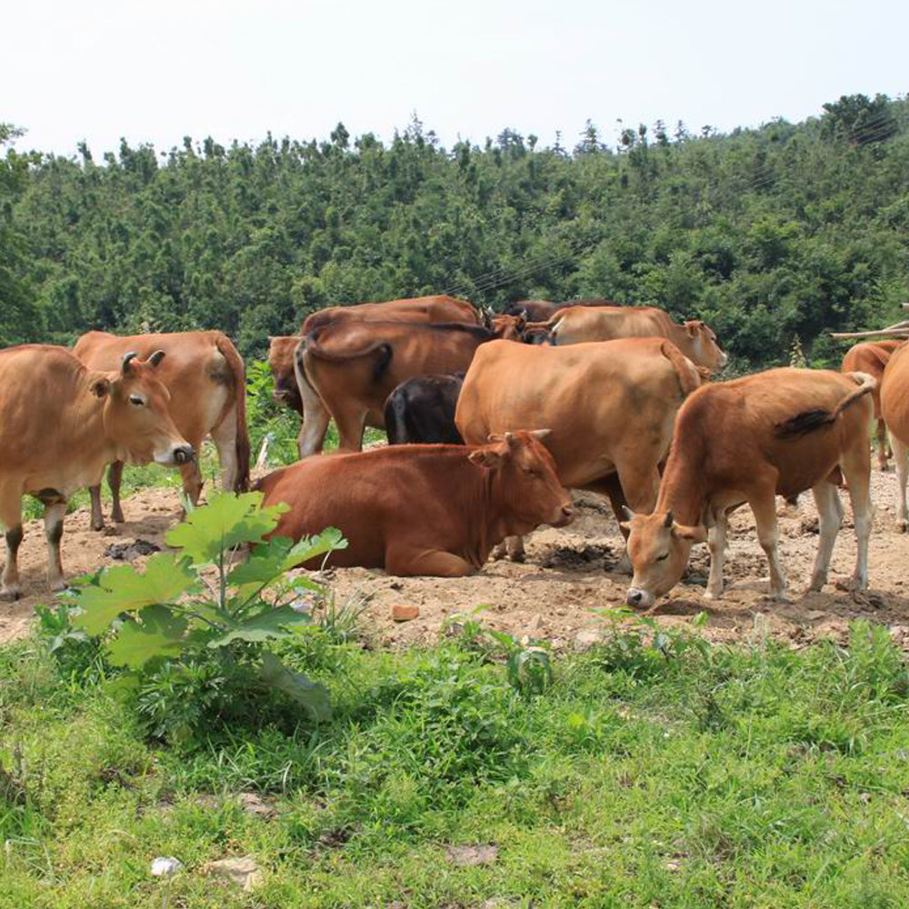 大别山原生态农家放养新鲜黄牛肉 散养土牛腩牛腱子肉牛排现杀
