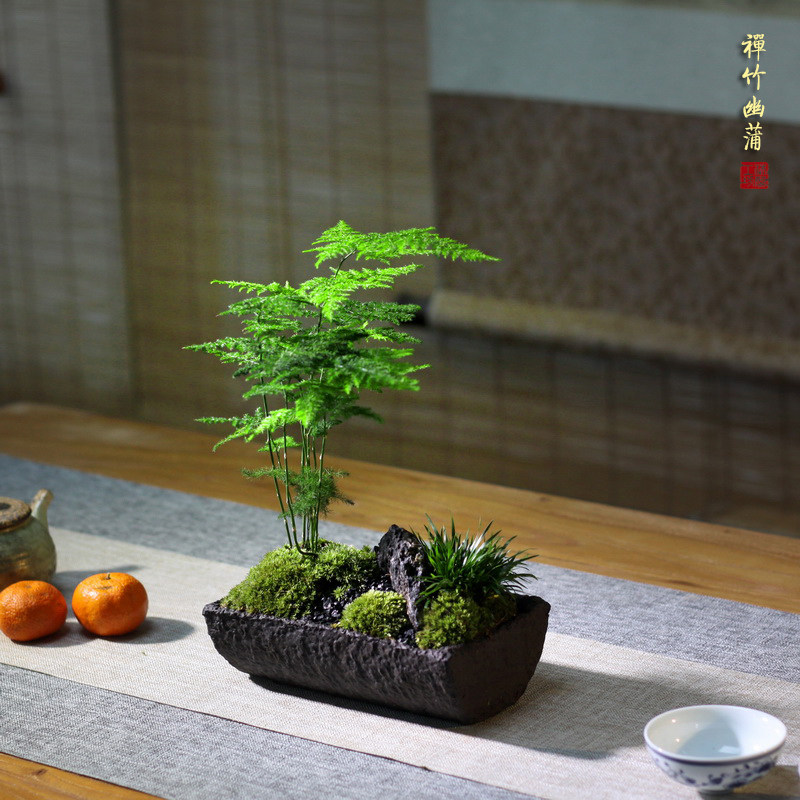 禅意粗陶日式古朴盆栽苔藓金钱菖蒲文竹山水绿植