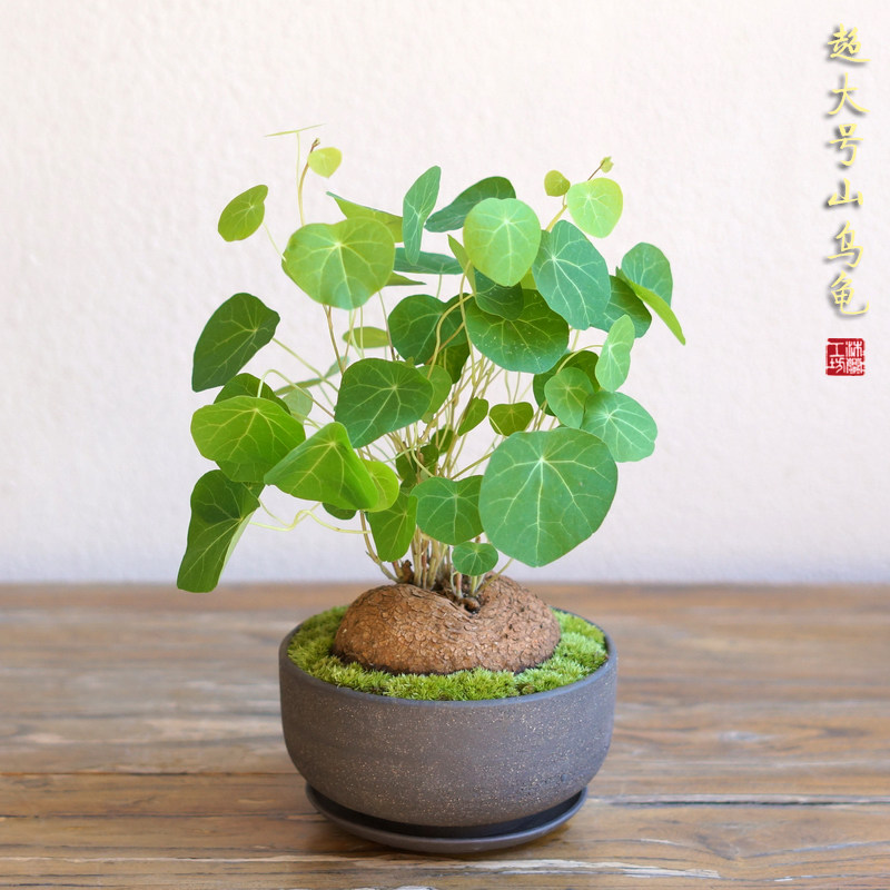 乌龟金不换招财书房盆景办公室桌茶桌面绿植圆叶绿植