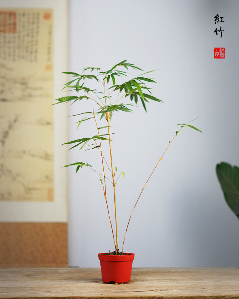 红竹桌面盆栽绿植寒竹观音竹米竹书房阳竹盆景绿植