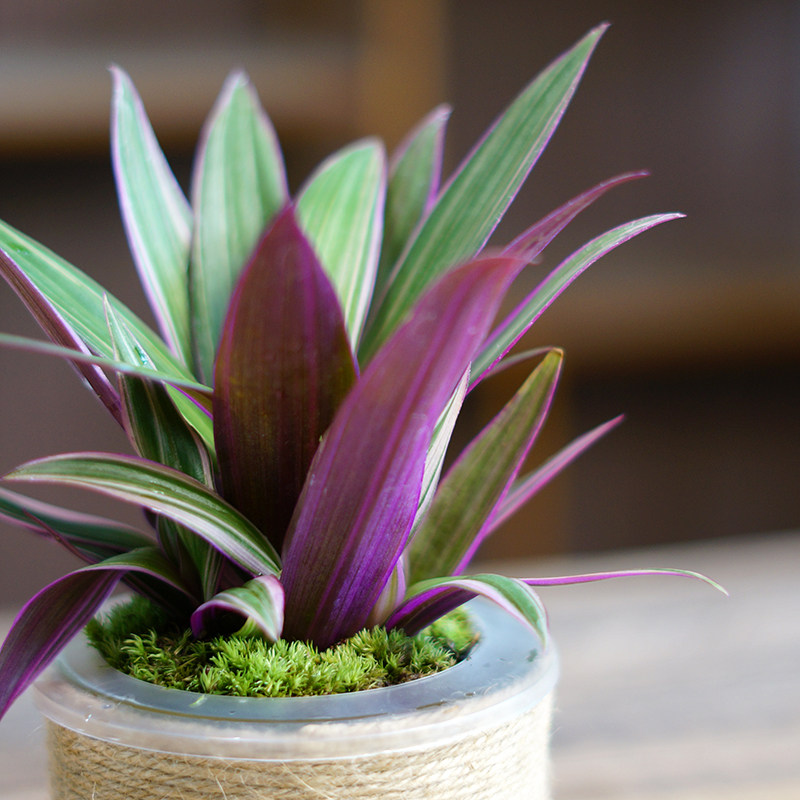 盆栽紫露兰水懒人办公桌茶桌桌面观彩叶盆景室内绿植