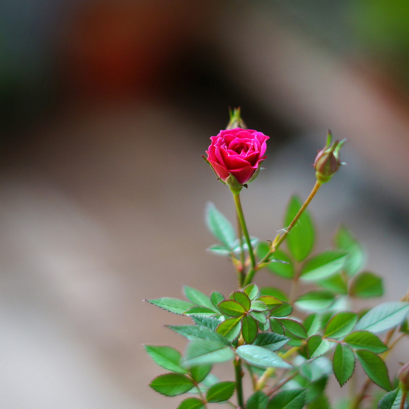 紫咲日本迷你月季阳台窗台桌面小盆盆栽绿植月季