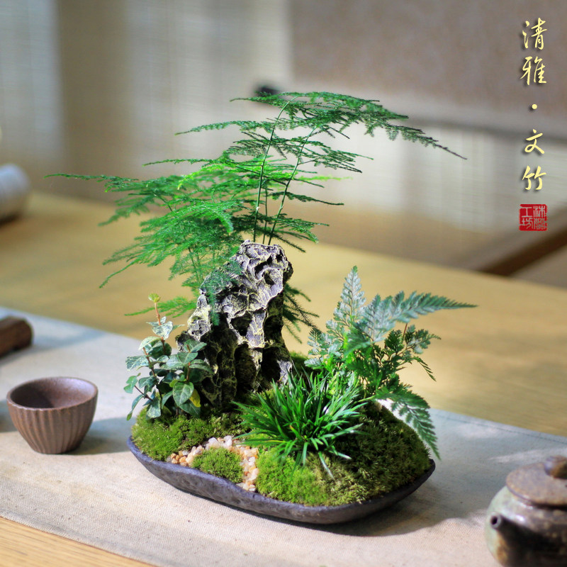清雅水杉文竹菖蒲狼尾苔藓组合盆栽山水盆景造型盆景