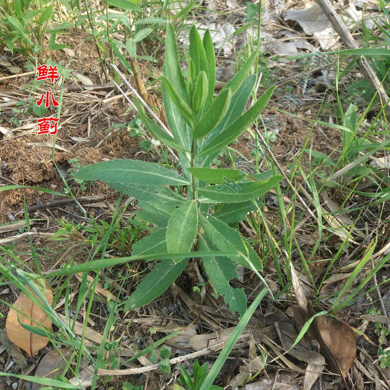 鲜小蓟全两斤天然中药材刺角采挖拍下刺菜新鲜其他药食同源食品