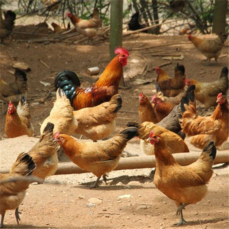 湖南特产农户粮食喂养走地顺丰包邮整养母土鸡整鸡