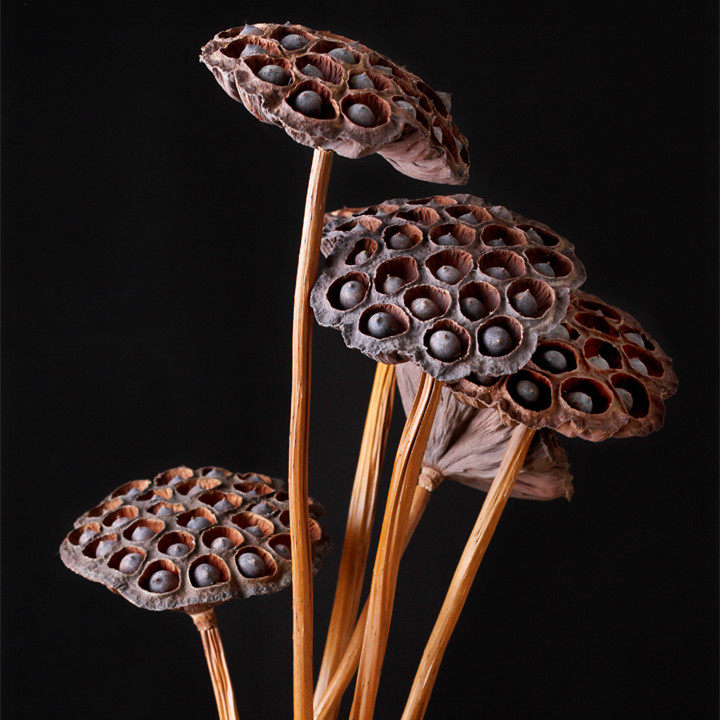 干花莲蓬禅意摆设拍摄道具手工插花干花