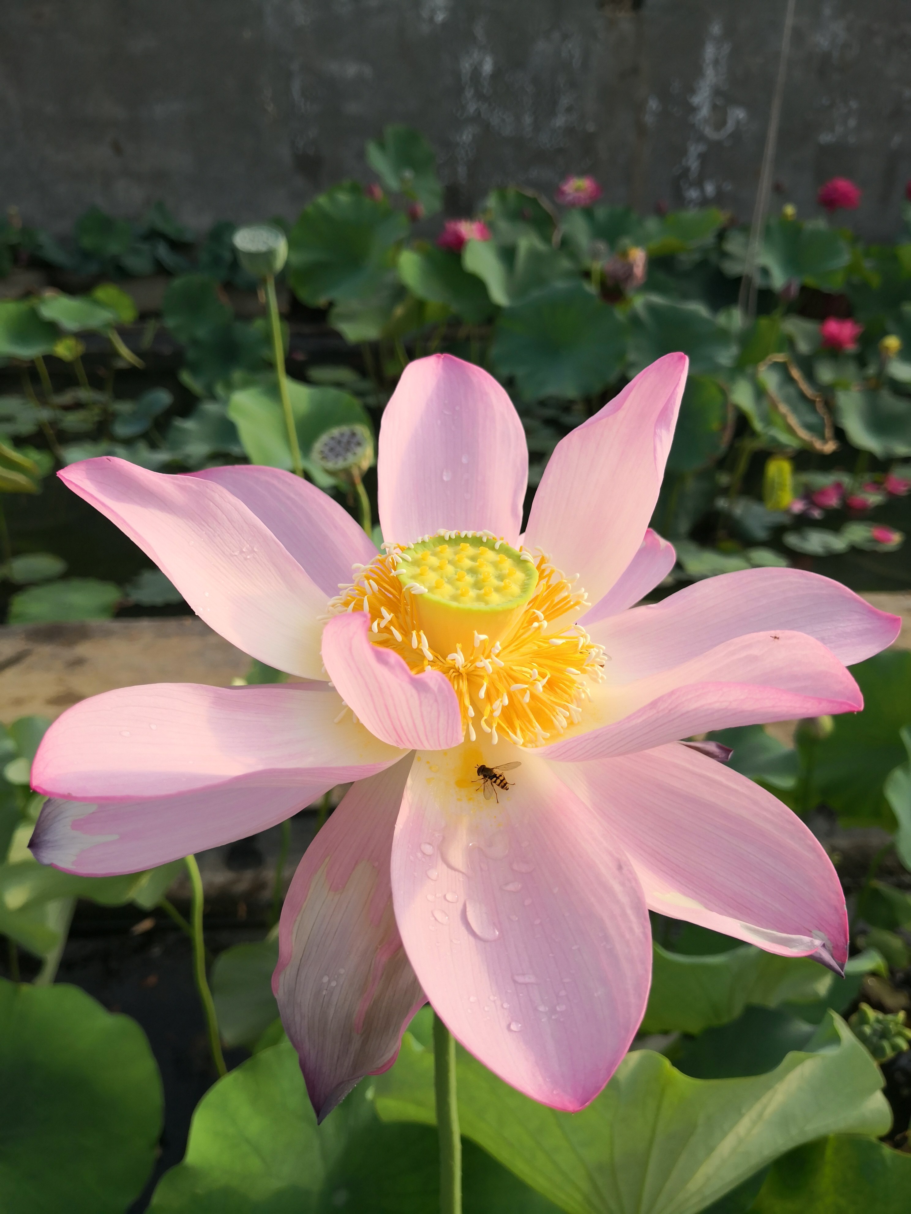 荷花金陵粉翠种藕潍坊荷苑中大型品种花卉