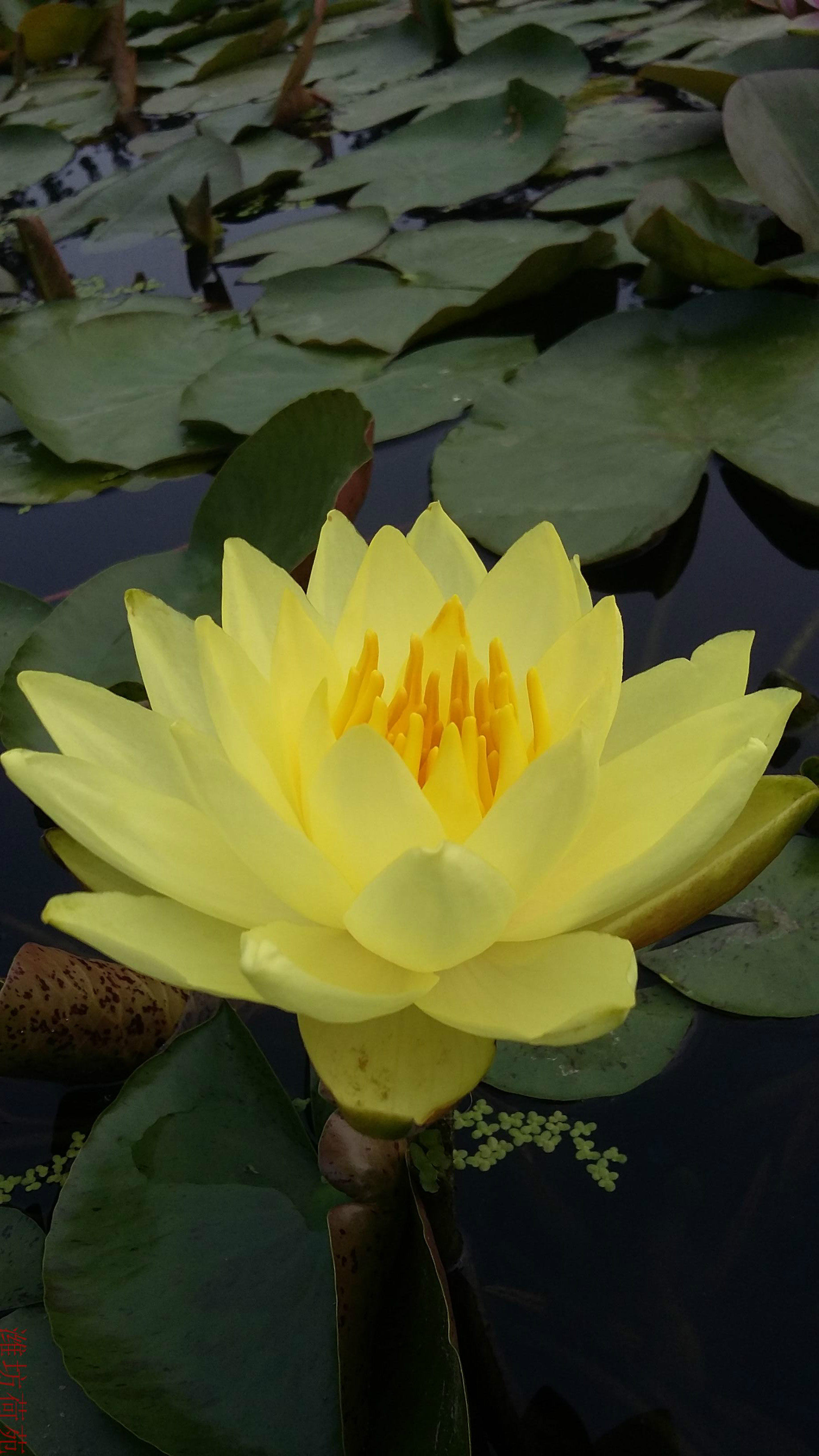 睡莲水景花卉水生荷花盆栽品种大型黄乔伊荷苑花卉