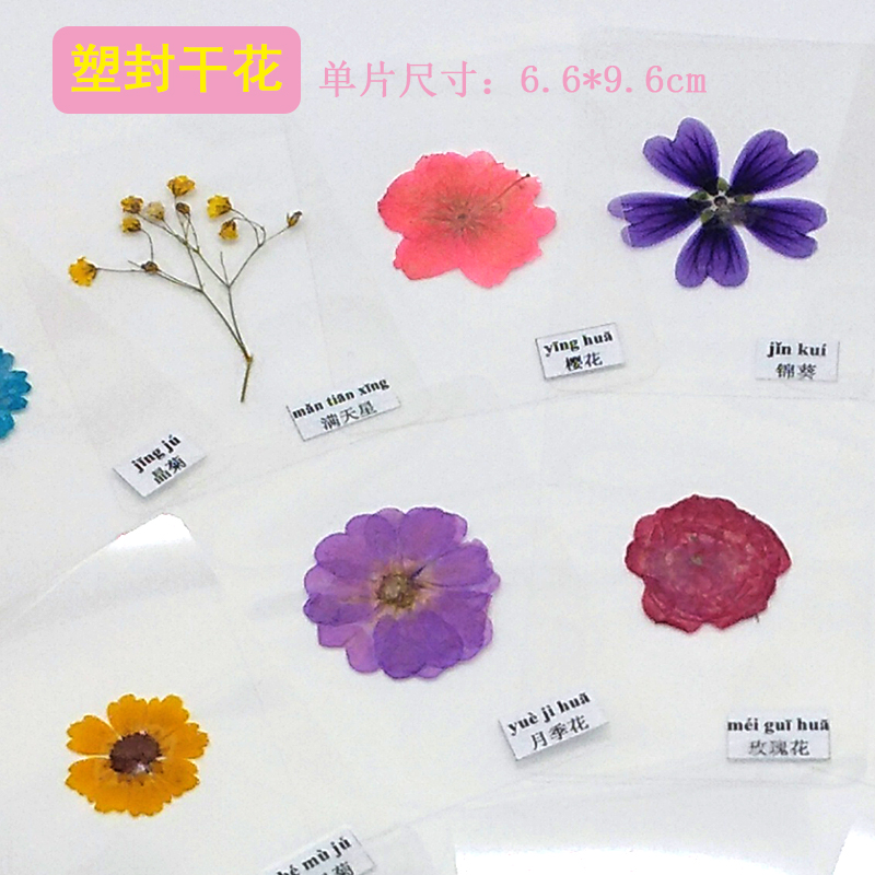 干花植物标本本书签过塑真树叶塑封贺卡学生书签
