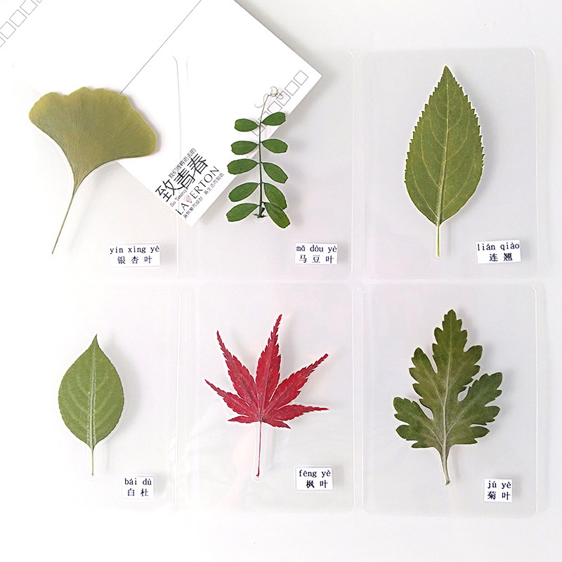 塑封树叶标本植物过塑绿色幼儿园认识叶子枫叶干花