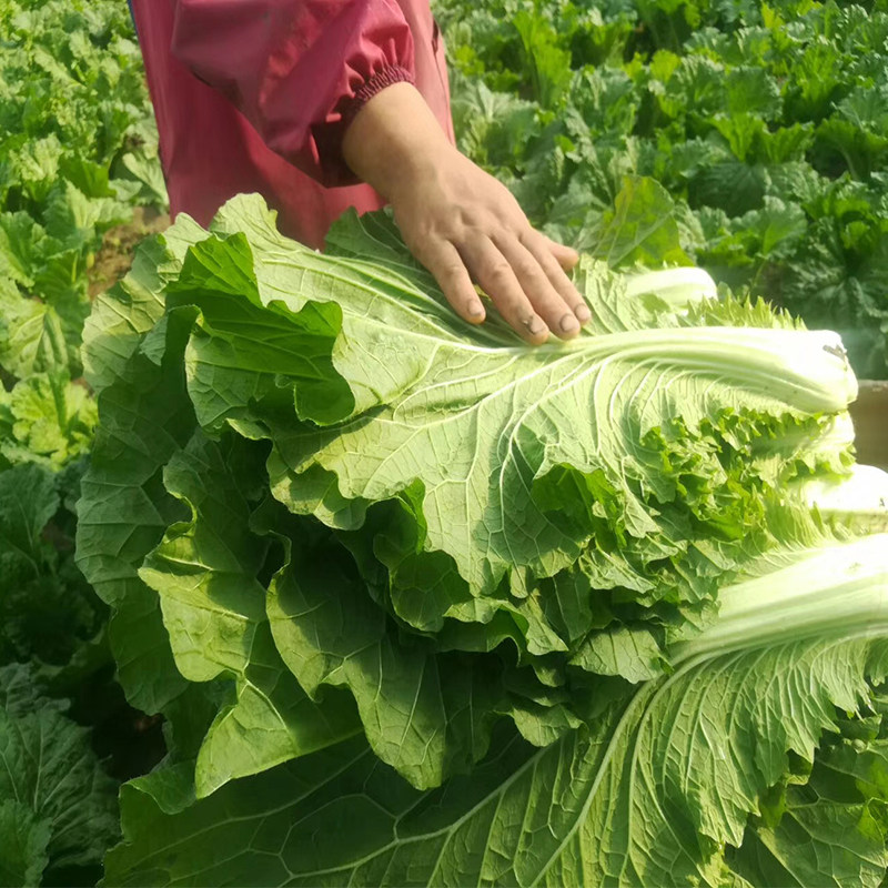 大白菜菜叶叶子包菜叶包饭小菜东北现摘蘸酱大白其它
