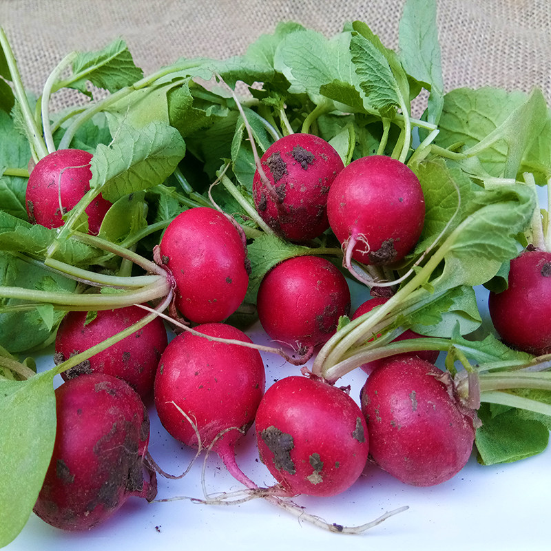 卜丁东北酱菜迷你小萝红丁新鲜红萝卜头现蔬菜水果其它