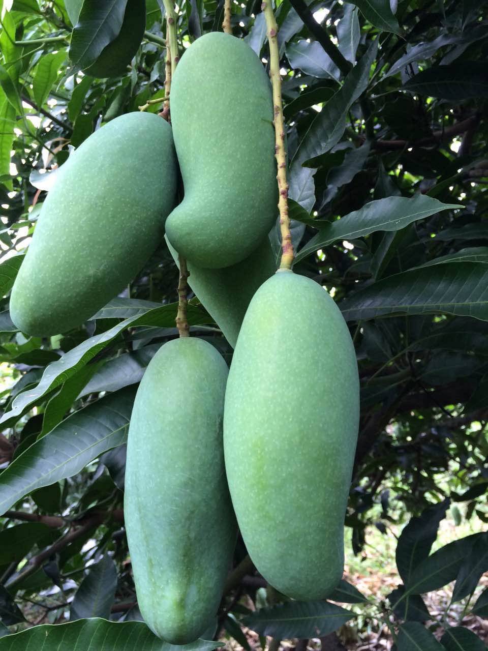 正宗广西百色田东芒果新鲜水果香芒果甜心心中芒果