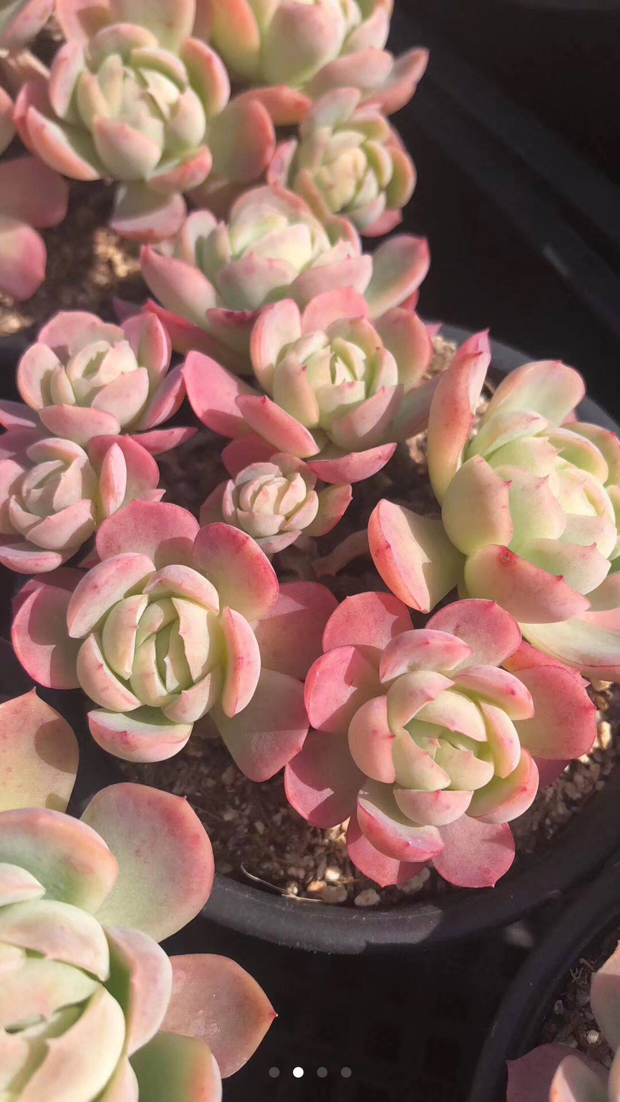 胭脂贝瑞多肉植物叶片稀有品种叶插苗进口正版多肉植物