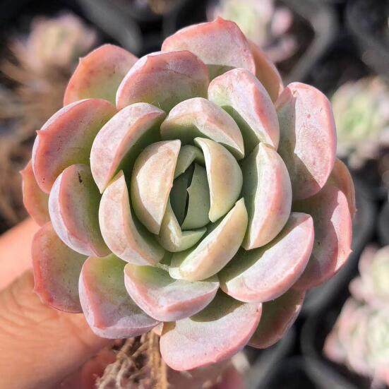 胭脂贝瑞多肉植物叶片稀有品种叶插苗进口正版多肉植物