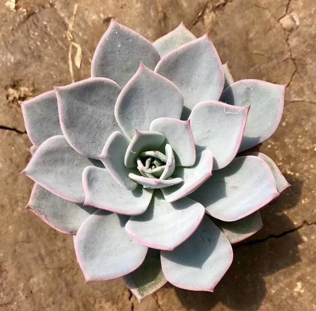 多肉植物韩国进口叶片劳雪正版叶插多肉植物