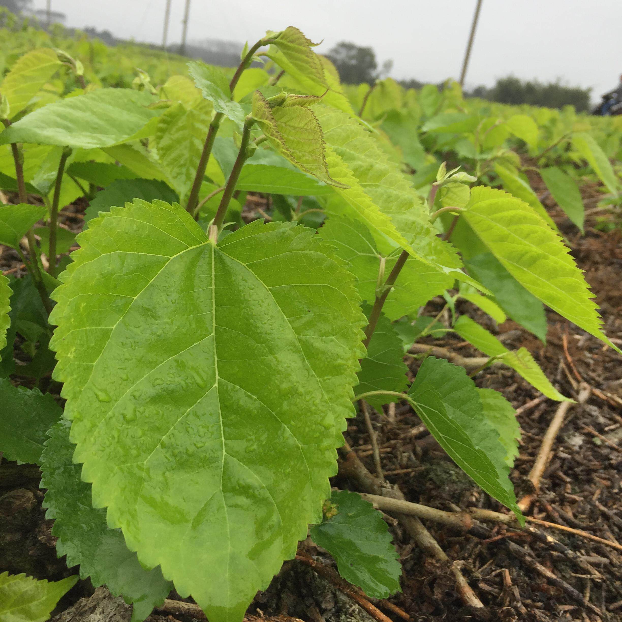新鲜桑叶现摘嫩叶蚁蚕小蚕蚕宝宝食物顺丰包邮买桑叶