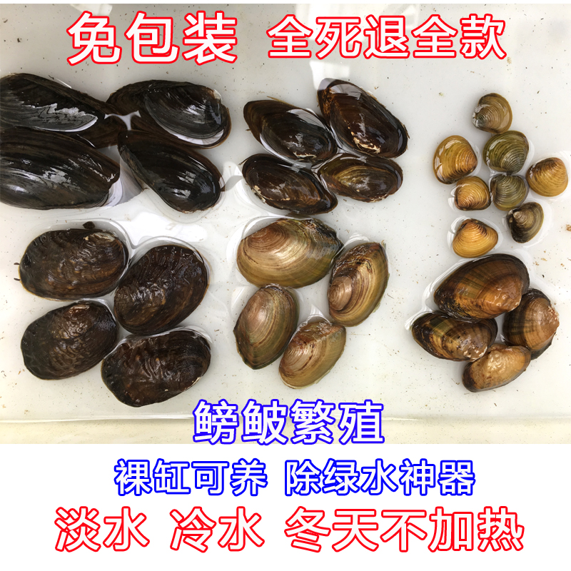 尖头蚌圆头楔蚌小河河蚌活体淡水冷水鳑鲏旁皮螺