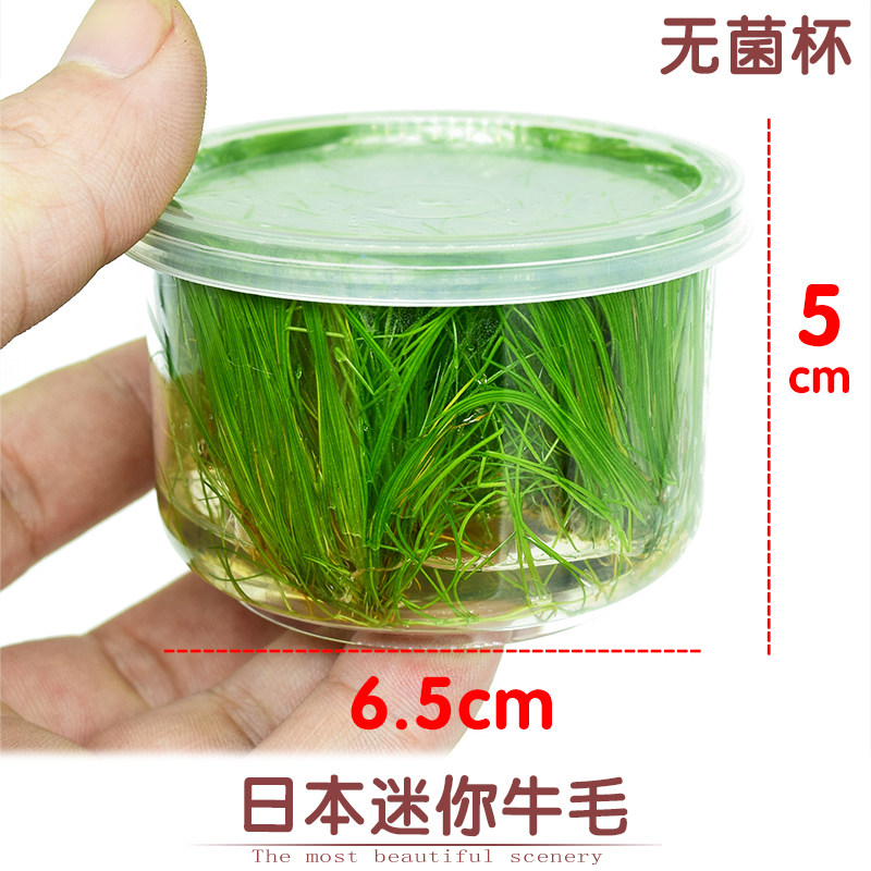 日本迷你牛毛毡种子无菌淡水活体水草植物鱼缸水草