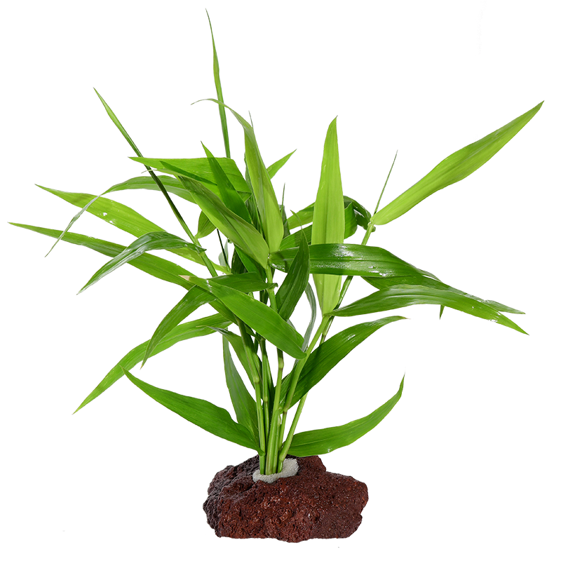 水草水族箱鱼缸印度竹节草中后景南美水竹青竹水草