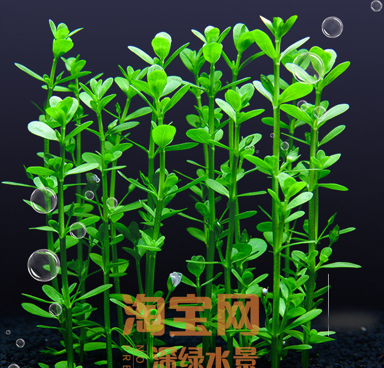 水族箱造景前景中后景阴性小对叶瓜子对叶活体真水草植物淡水新手