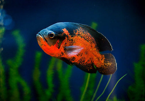 地图图鱼活体大型热带鱼观赏鱼风水食肉猪仔鱼凶鱼