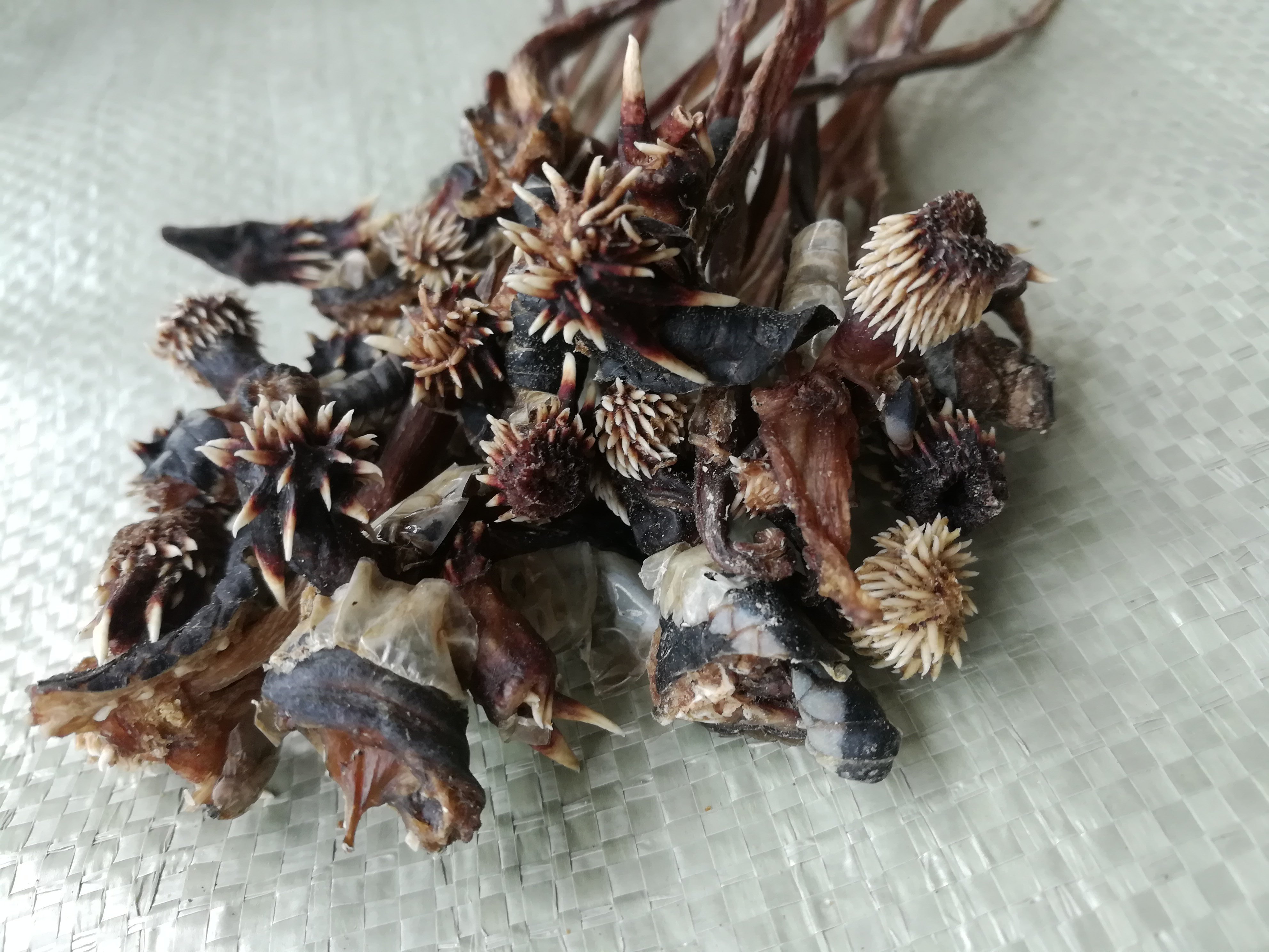 中药材蛇干泡酒倒刺蛇鞭干蛇可搭蛇胆蛇头其他药食同源食品