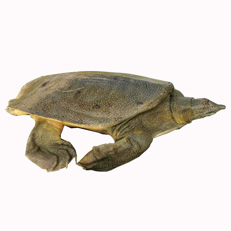 22斤外塘甲鱼鲜活水产青黄可食用鱼水生态中华甲鱼