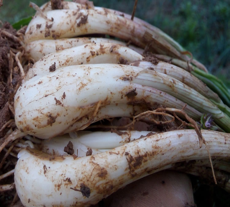 现挖新鲜江西野生小蒜乔头荞头藠头农家蔬菜葱类