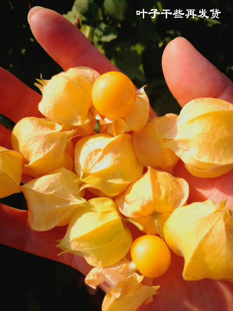 姑娘新鲜应季水果甜菇娘果黄菇茑灯笼果现摘现发其它